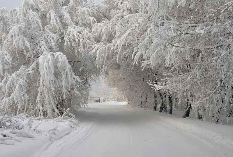nice waves snow covered trees image