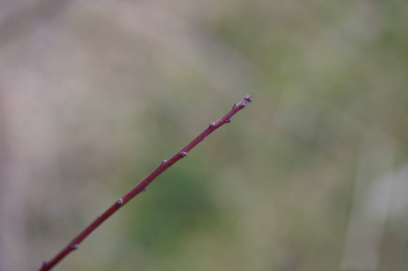 prunus spinosa twig images