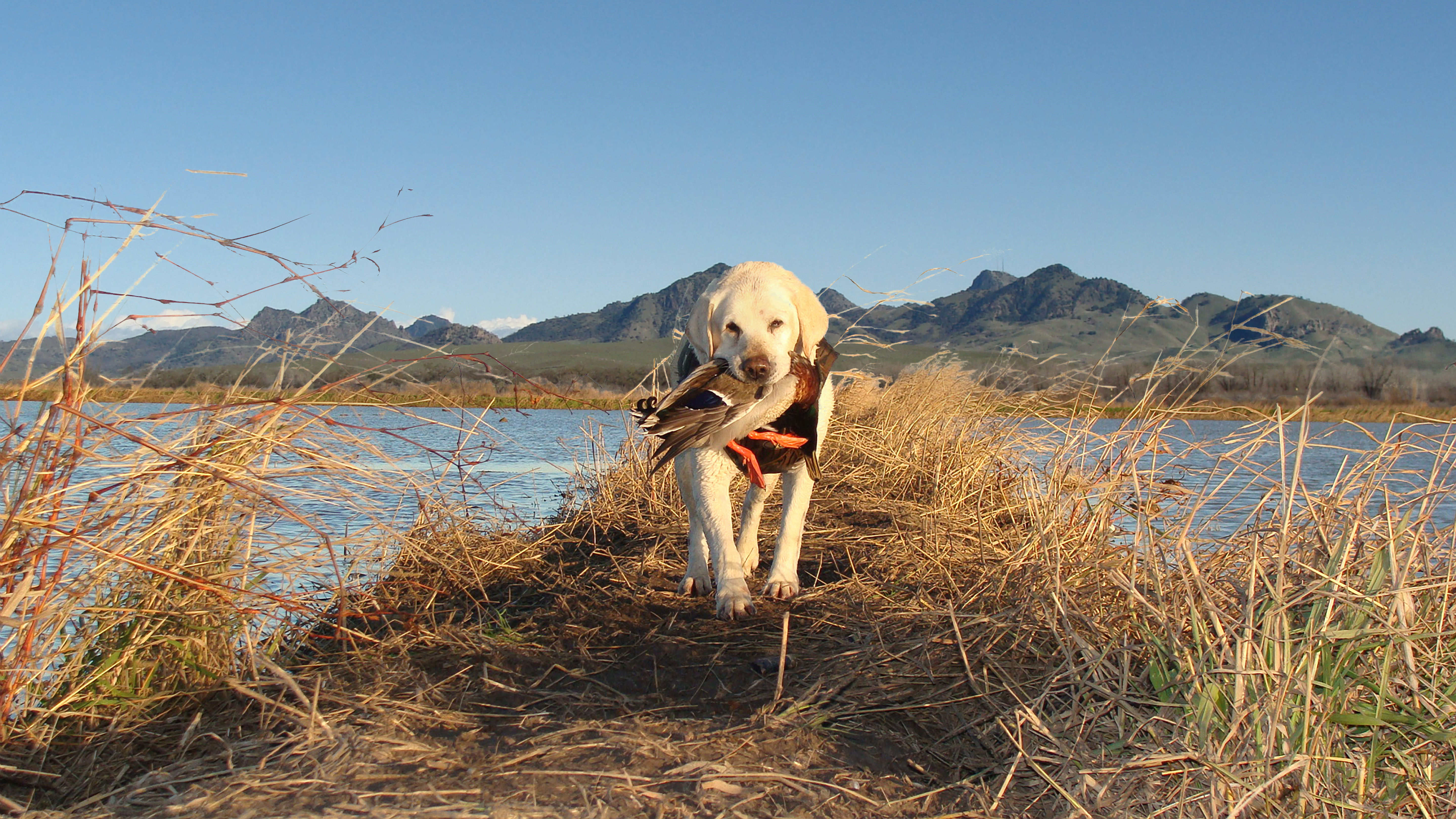 duck hunting wallpapers