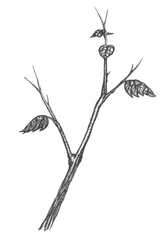 nice background twig images