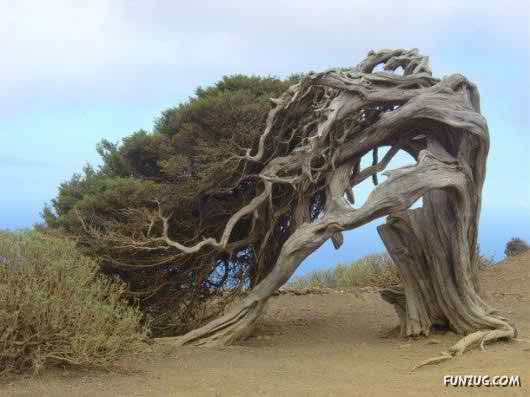 awesome unusual tree photos