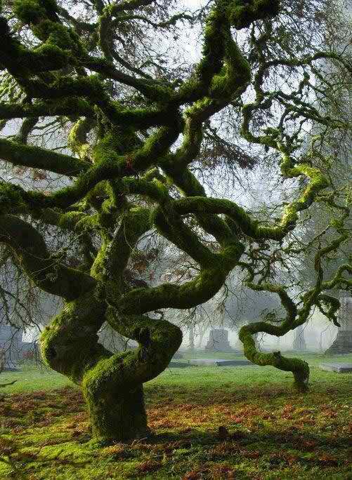 beautiful unusual tree photos