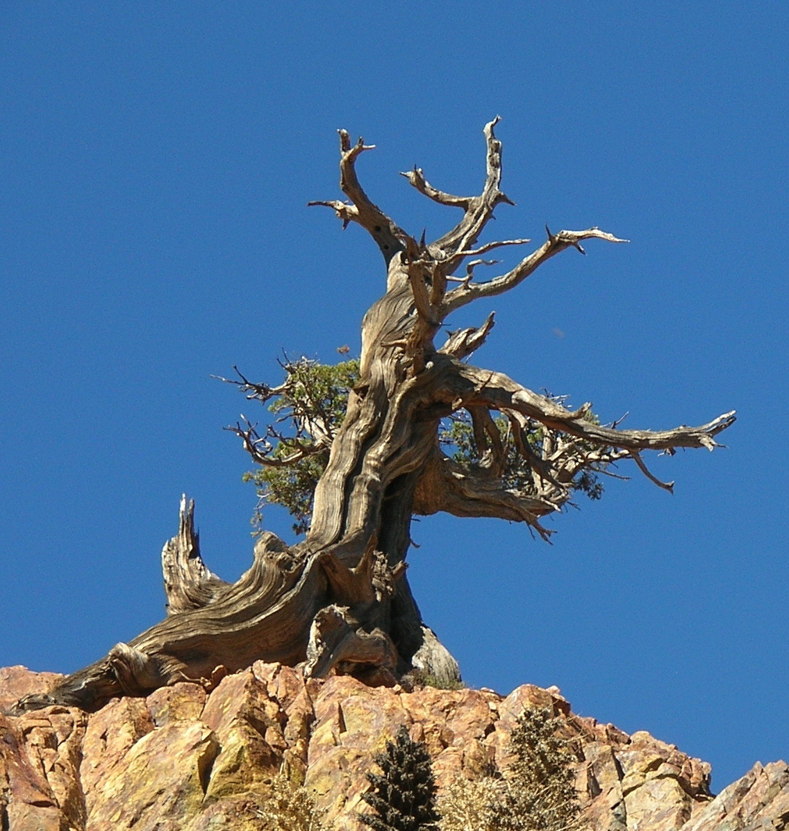 Unusual Tree Photos Beautiful Unusual Tree Photos 18457