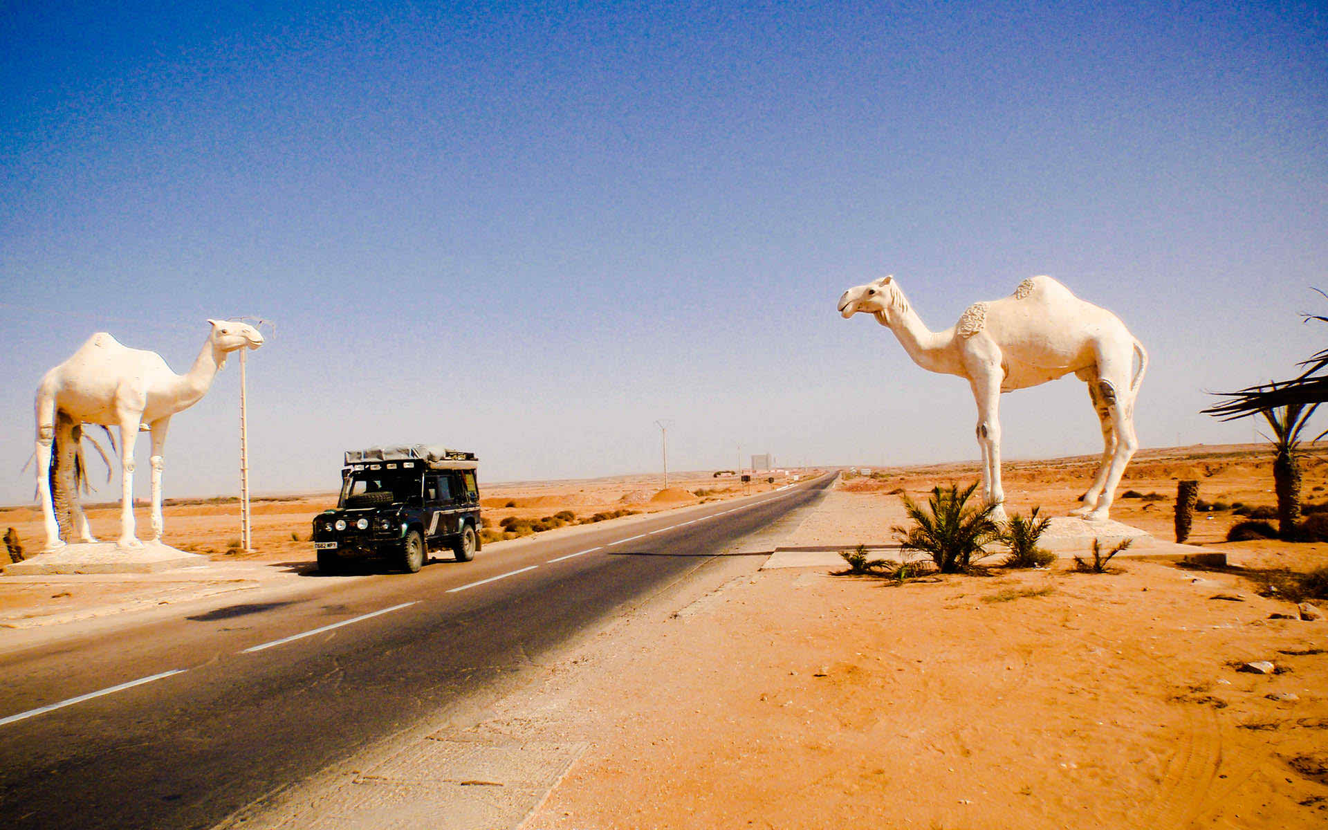 camel sahara wallpaper