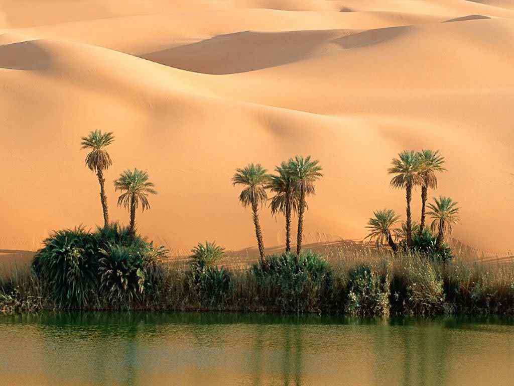 green tree sahara wallpaper