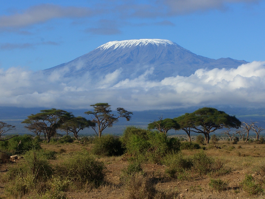 green tree mount kilimanjaro wallpaper