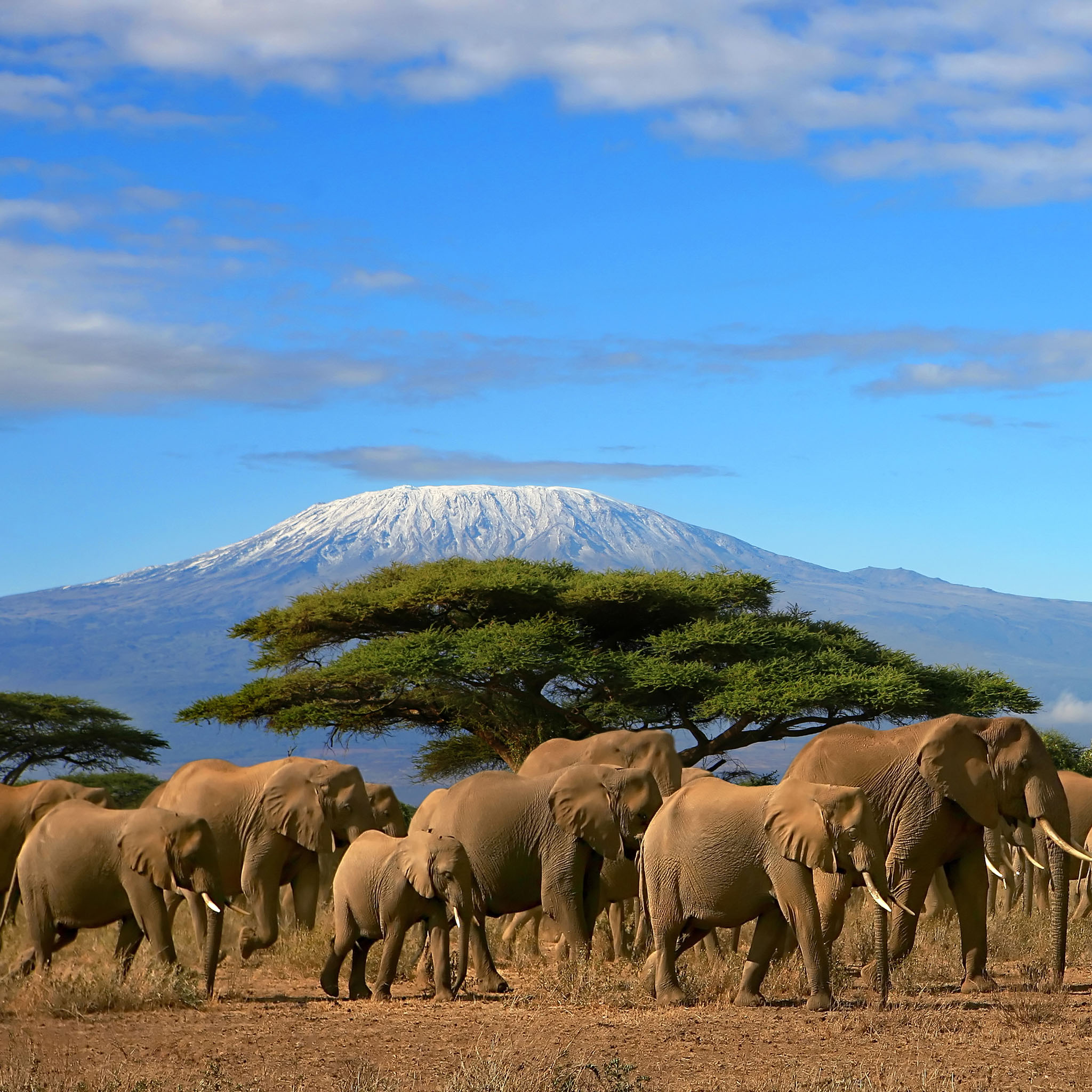 elephant mount kilimanjaro wallpaper