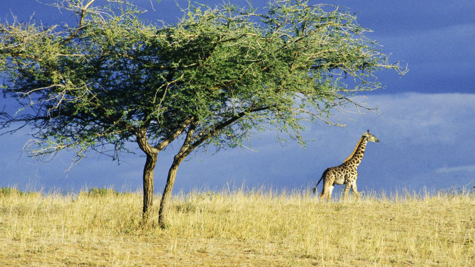 national park serengeti wallpaper