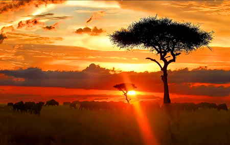 sunset serengeti wallpaper
