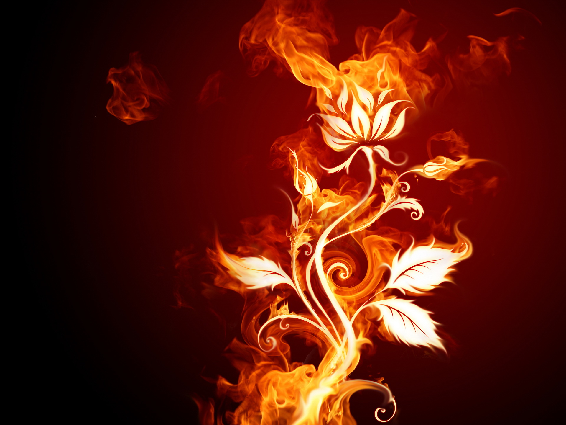 animated fire flowers wallpapers