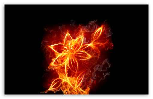 nice fire flowers wallpapers