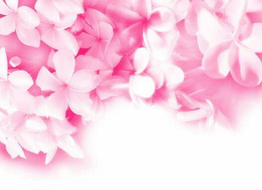 wallpaper pink flower image