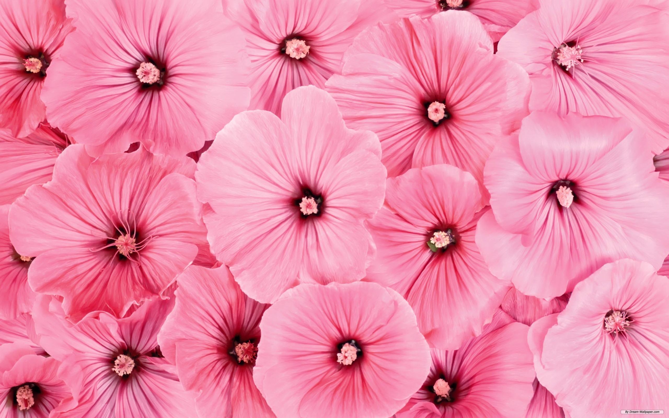 natural pink flowers background
