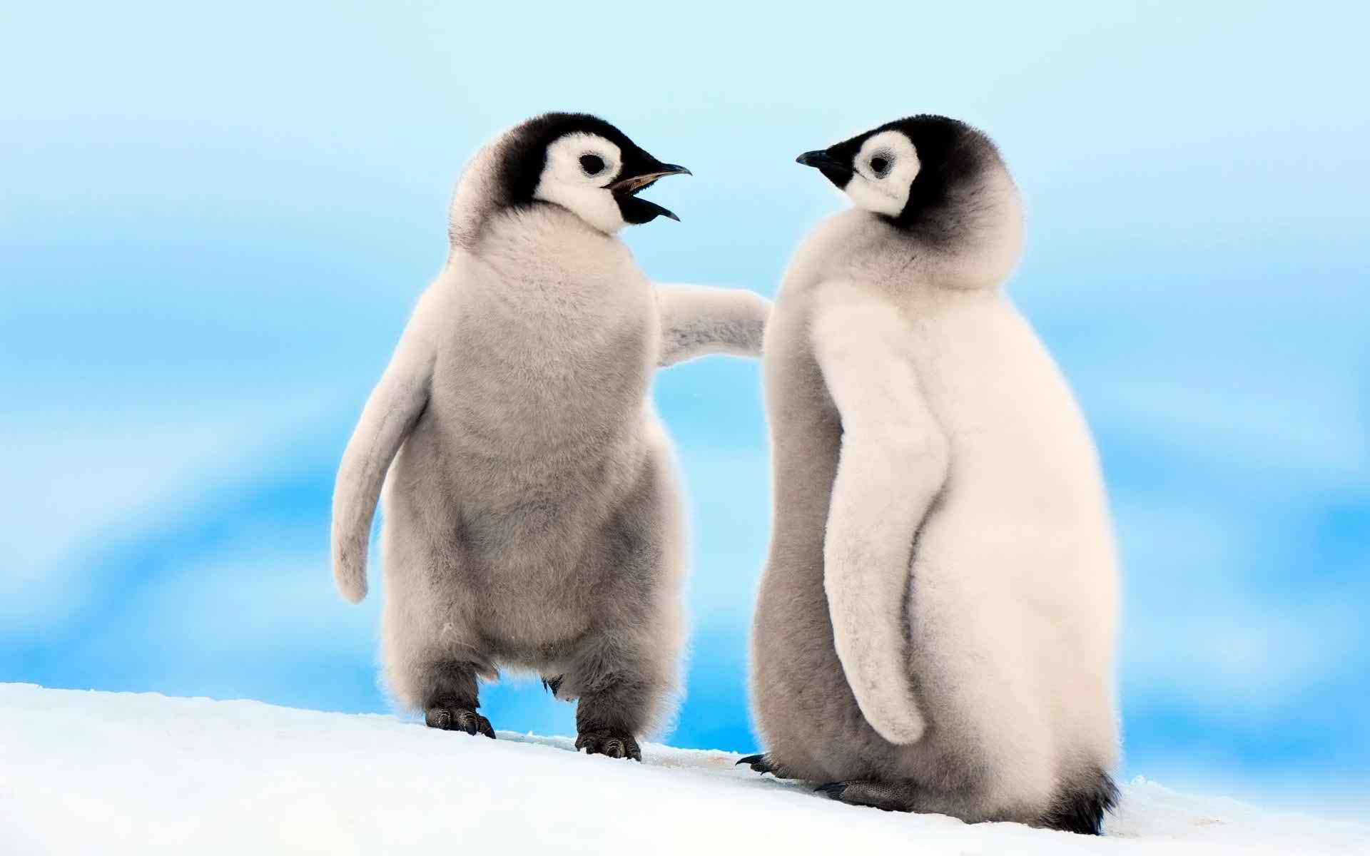 little penguins widescreen wallpaper