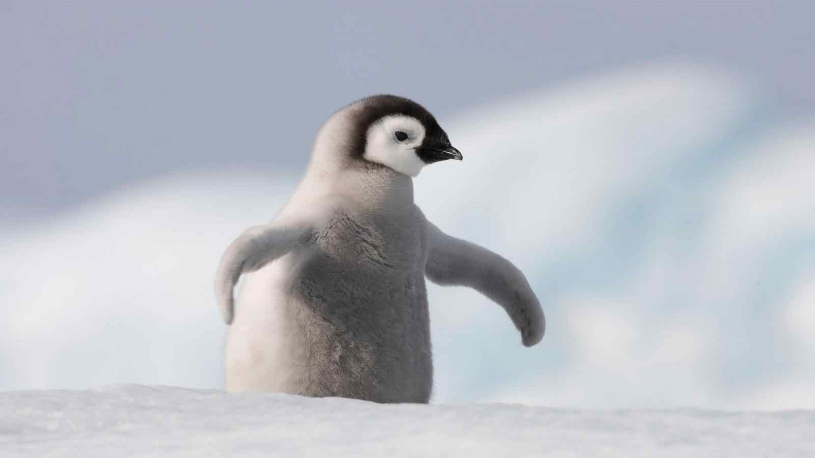 list of animal penguin