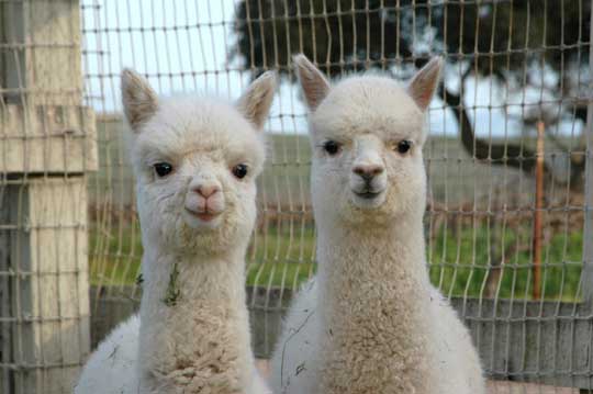 posture in a beg alpaca