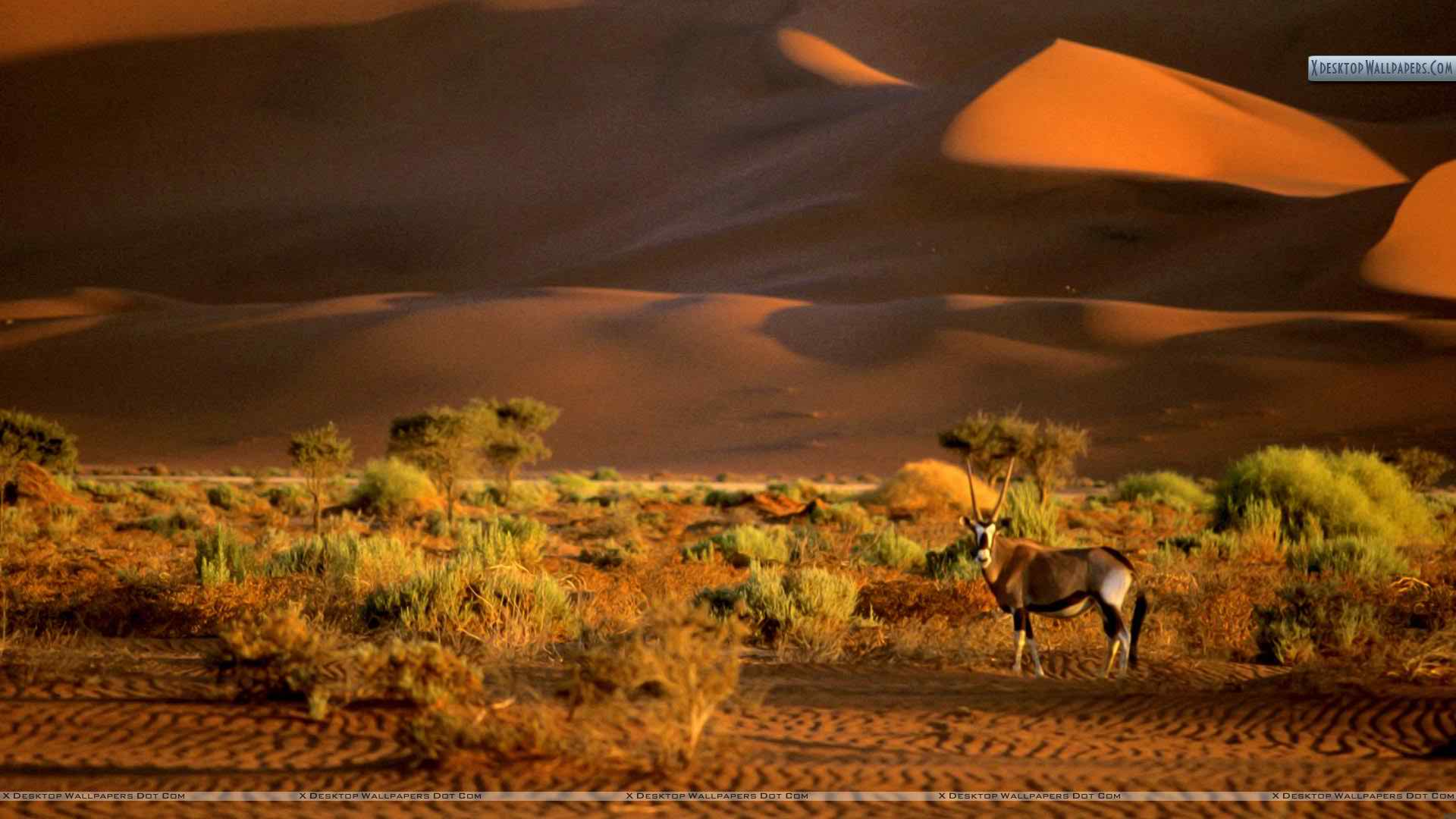 africa oryx wallpapers