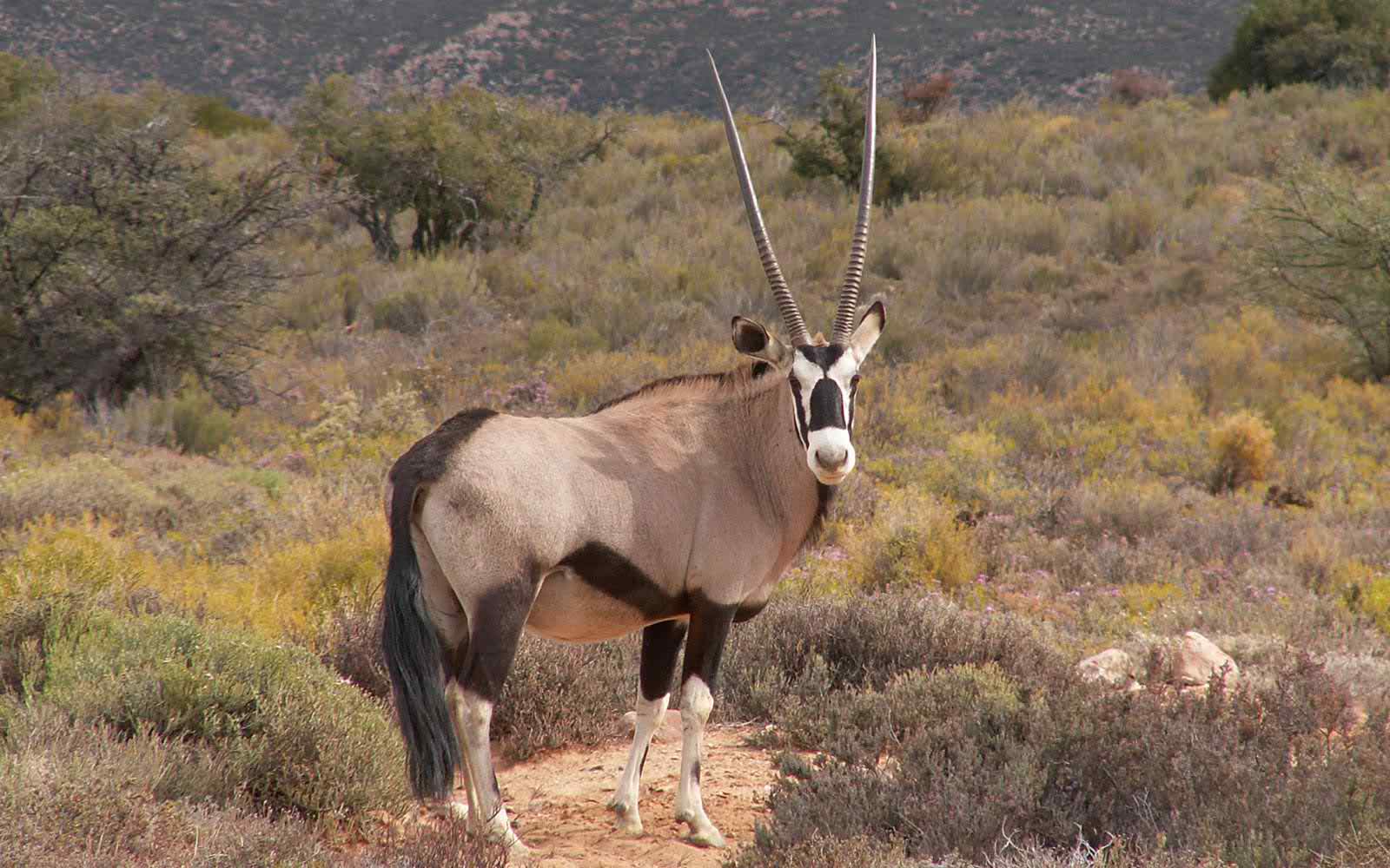 natural oryx wallpapers