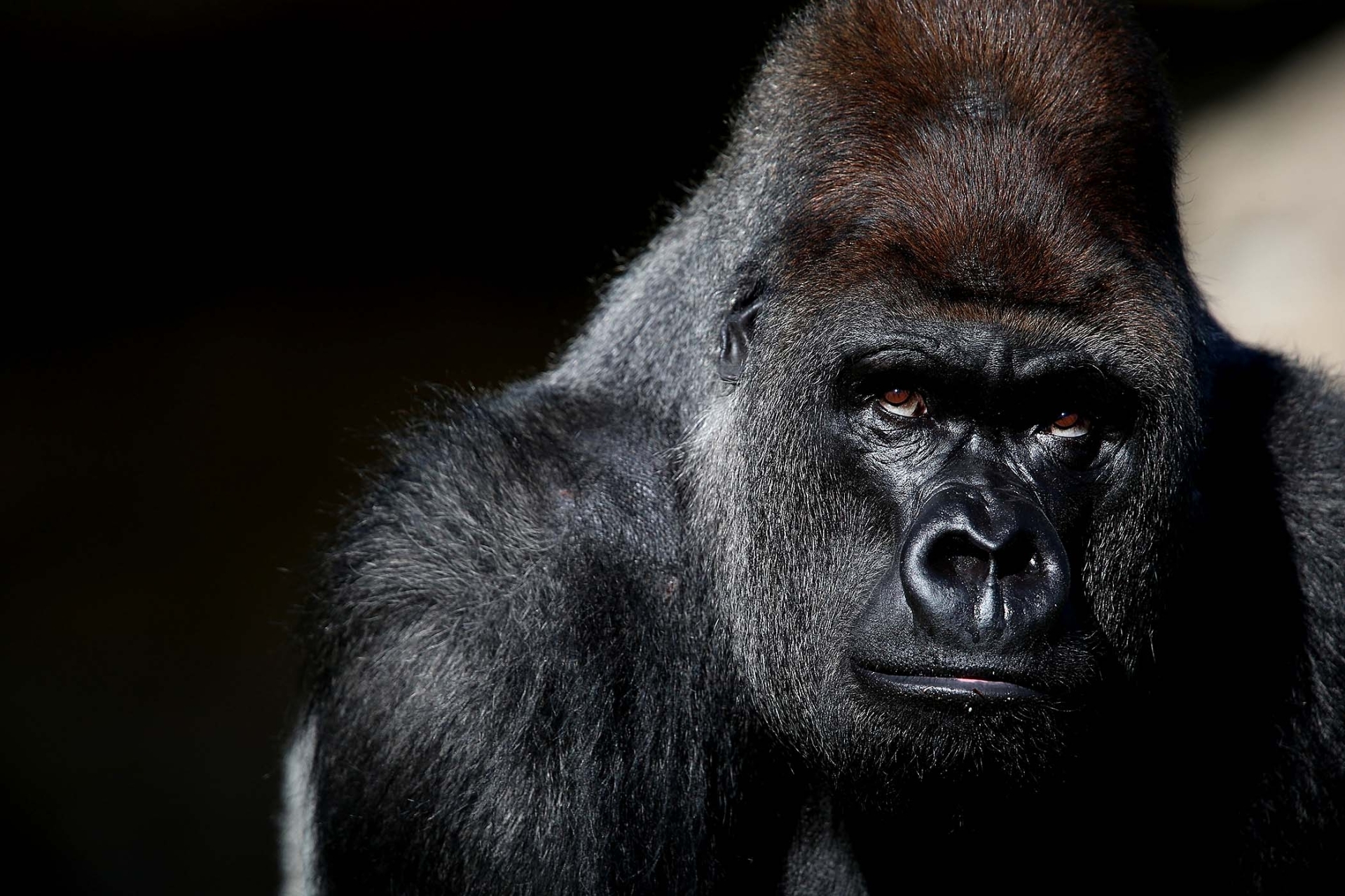 danger gorilla hd wallpapers