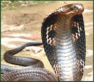 india king cobra images