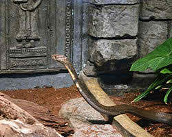 the free king cobra images