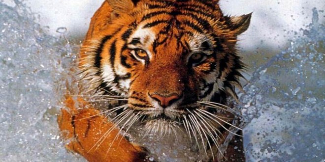 free tiger backgrounds image