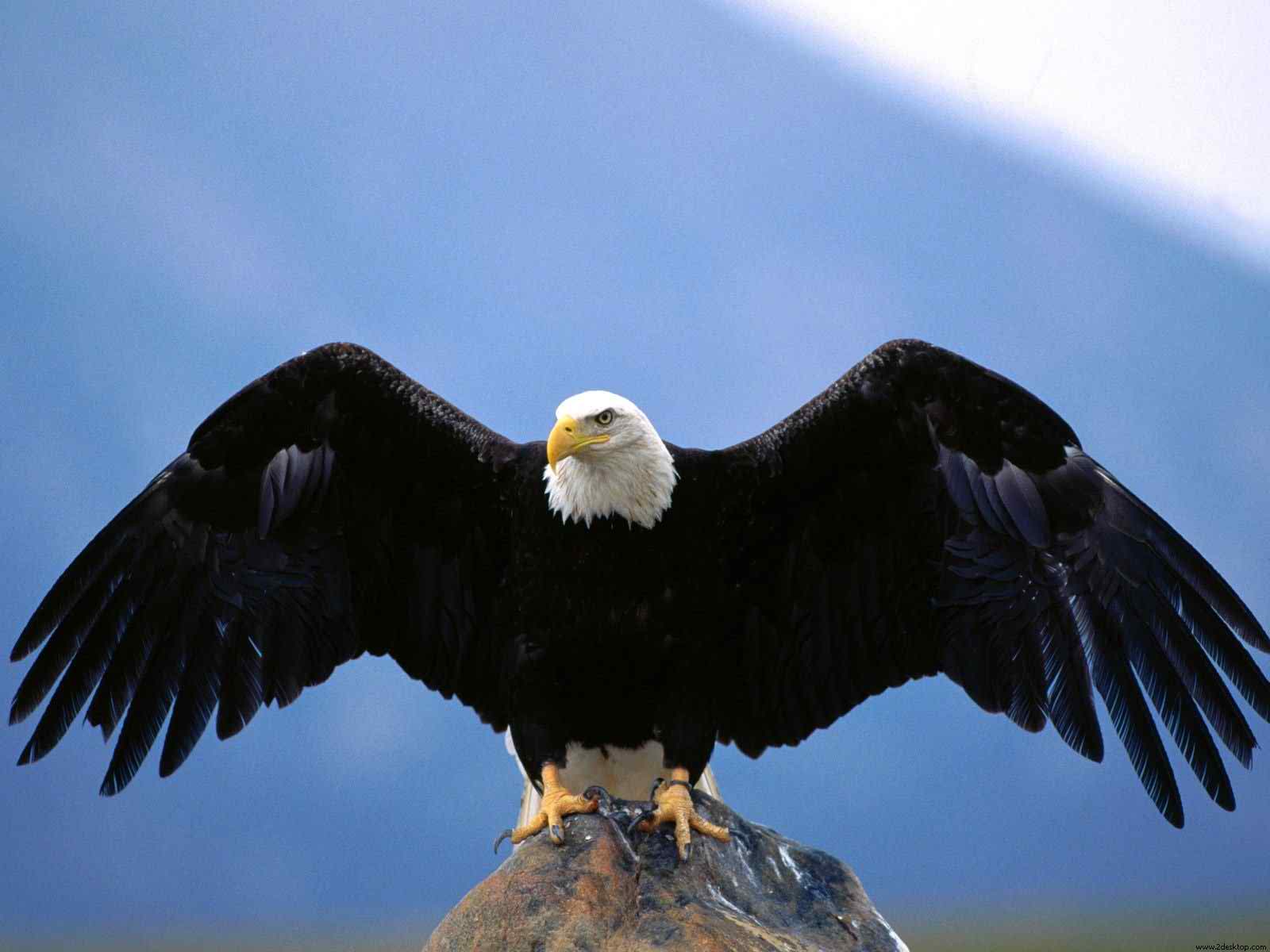 beautiful eagle hd wallpaper