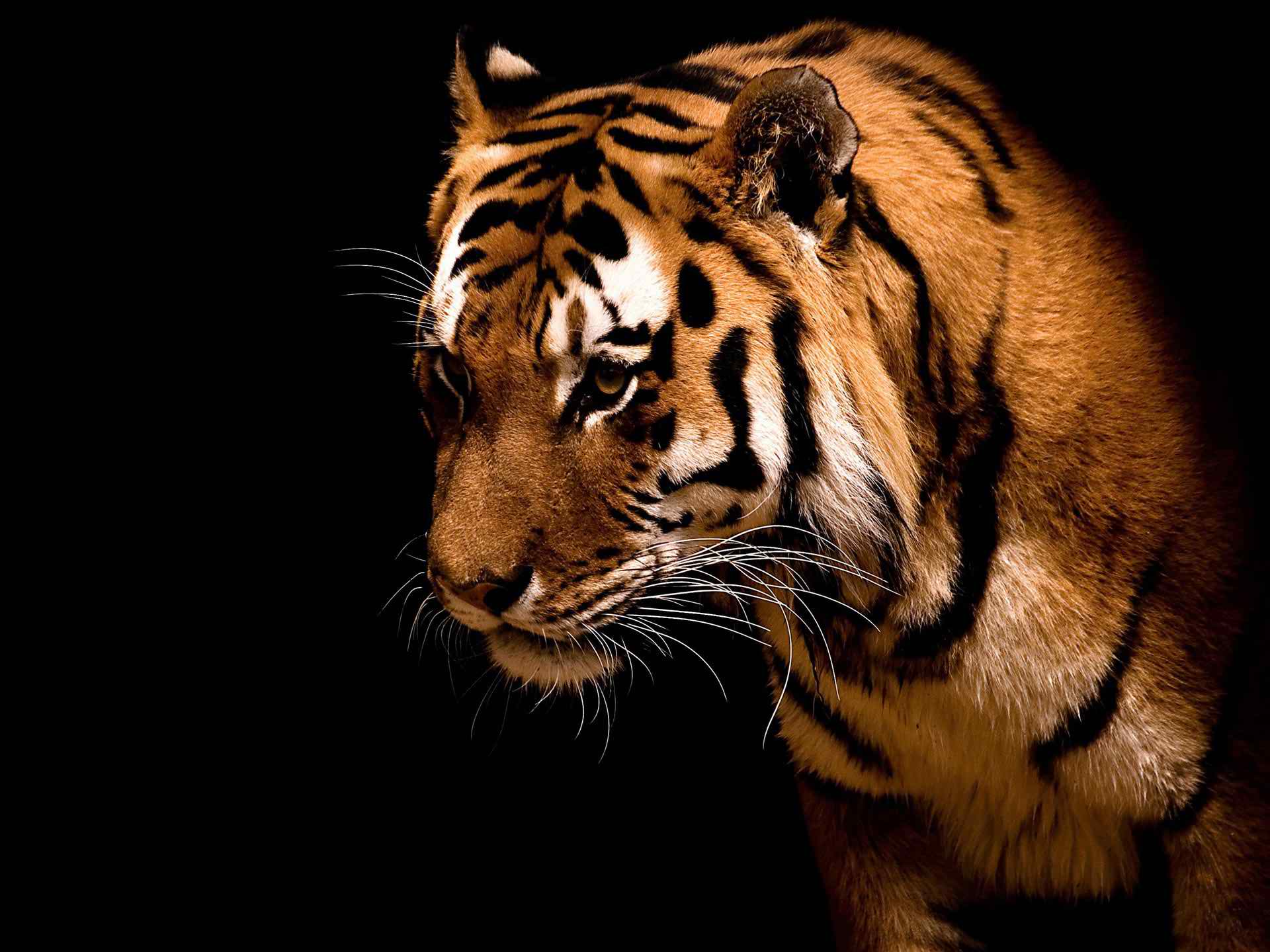 big face tiger backgrounds