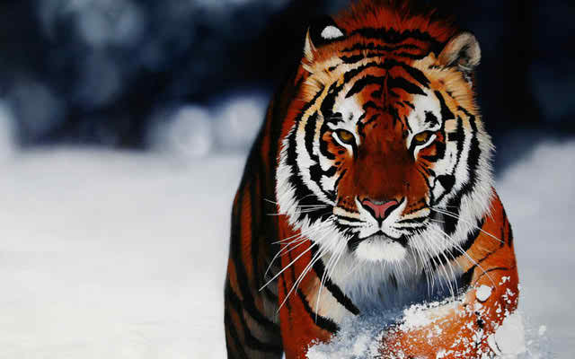 natural tiger backgrounds