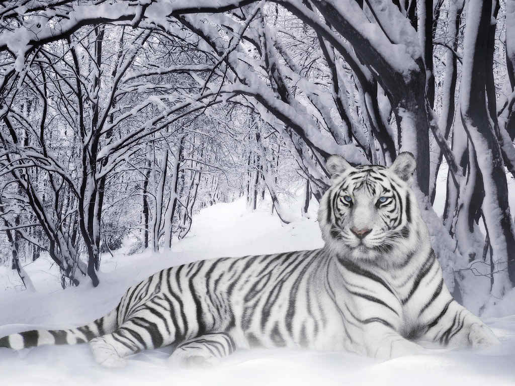 snow fall tiger backgrounds