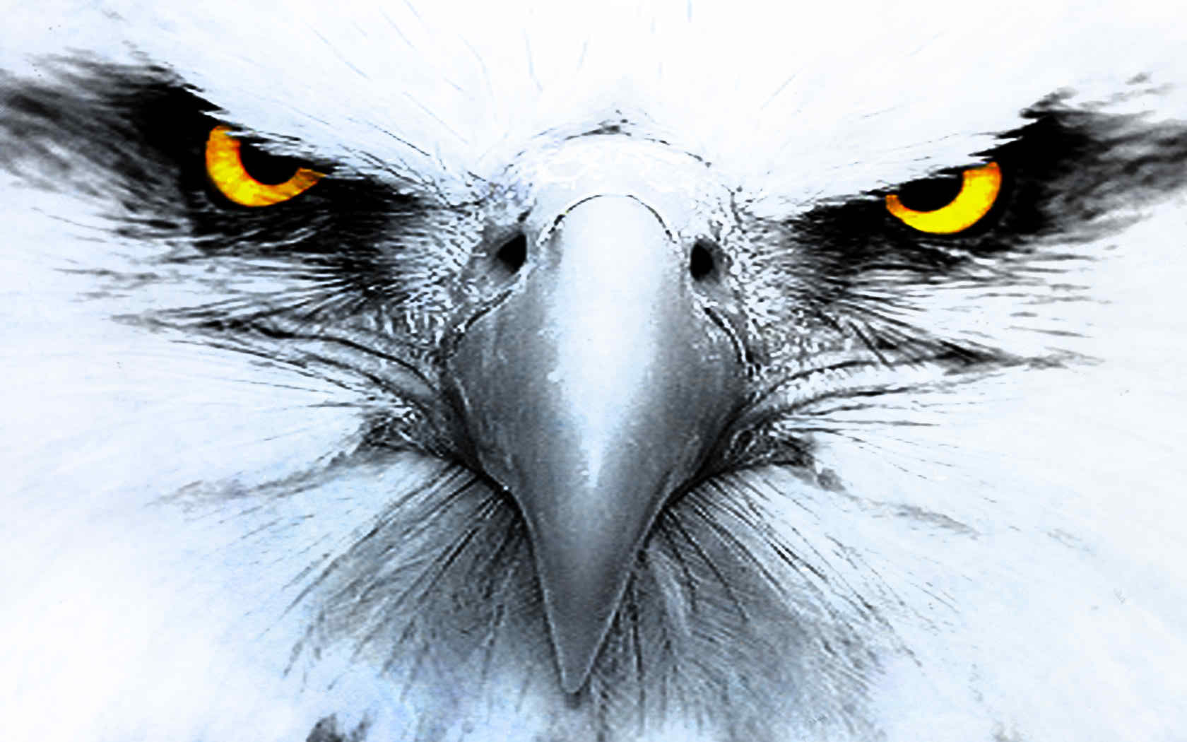 yellow eyes eagle hd wallpaper