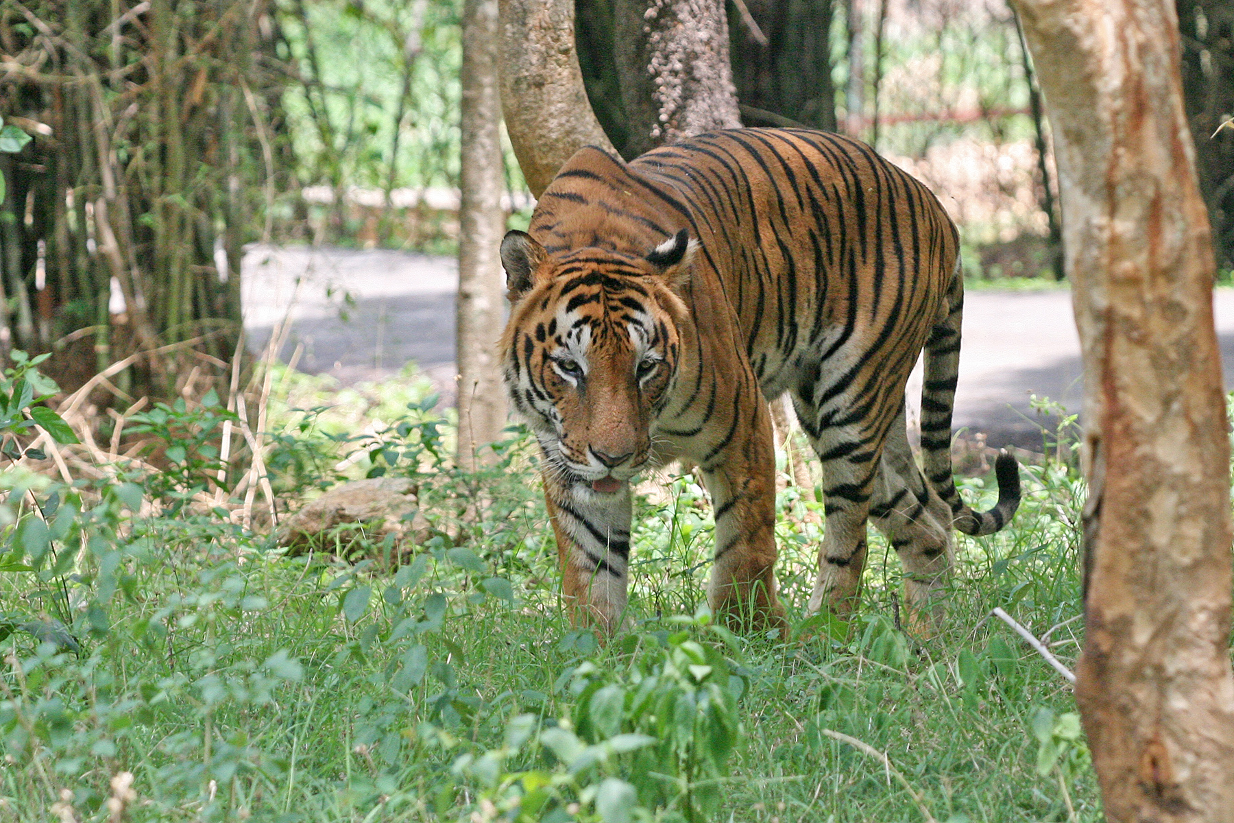 bengal tiger pictures image