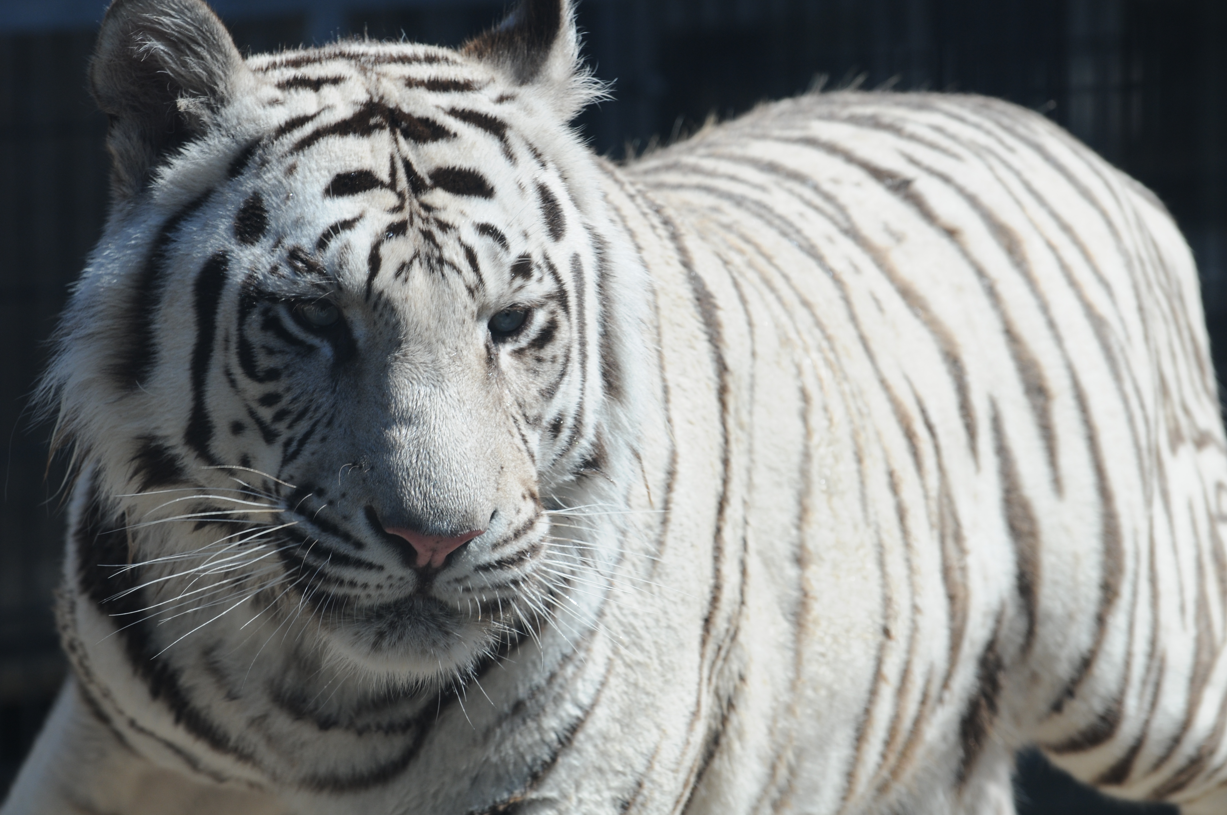royal white bengal tiger pictures