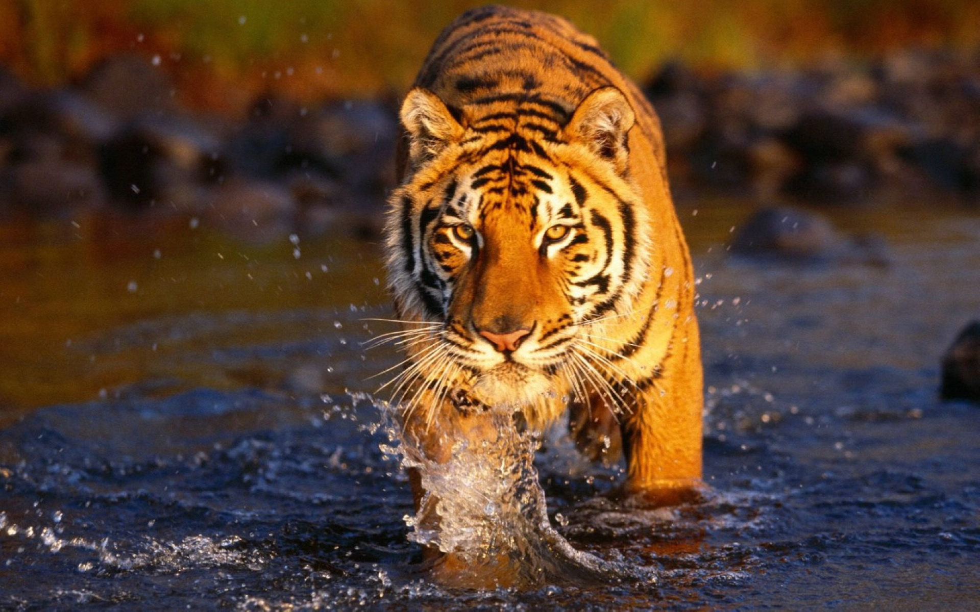 bengal tiger in the water