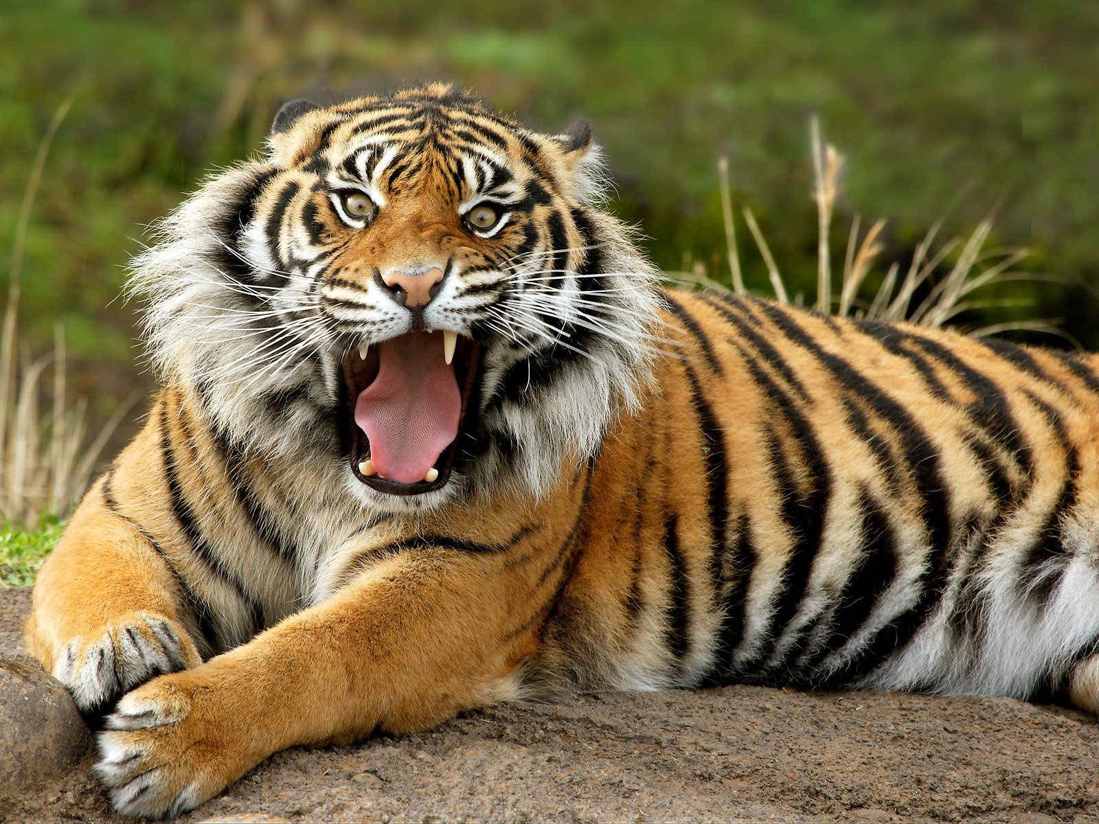 danger bengal tiger pictures