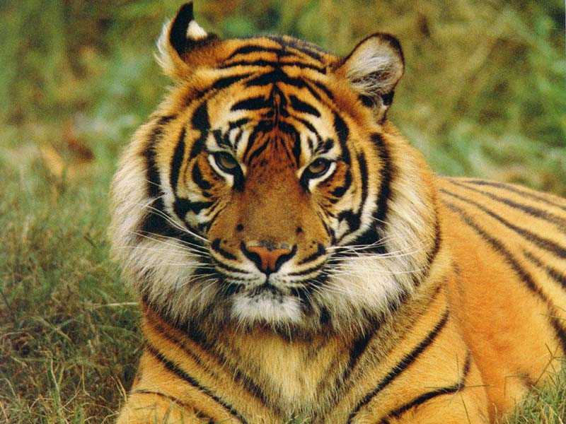 big face bengal tiger pictures