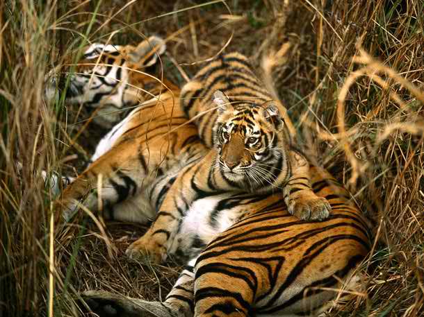 wonderful bengal tiger pictures