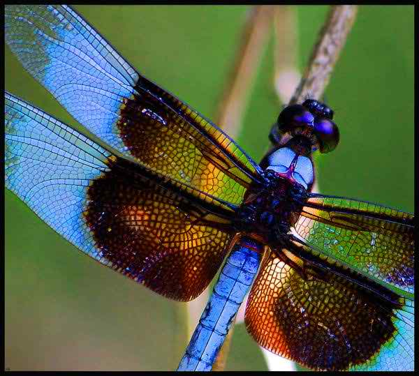 beautiful dragonfly pictures