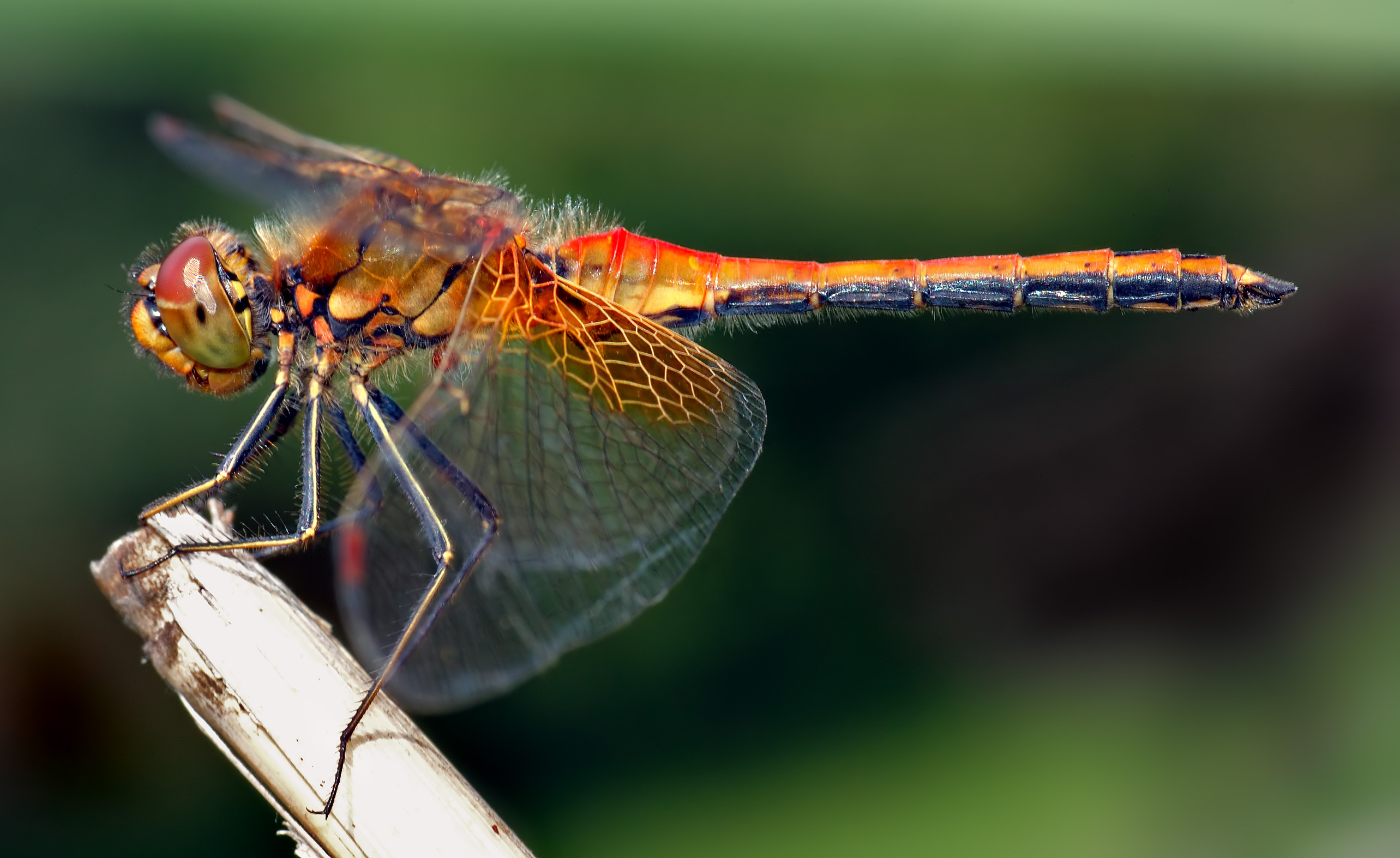 sympetrum dragonfly pictures