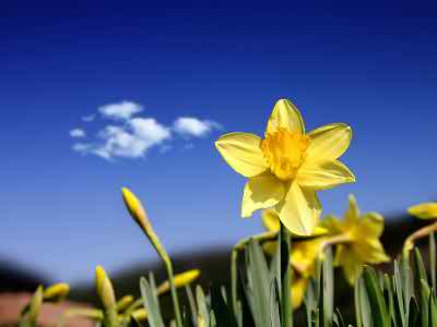 natural daffodil wallpaper pc