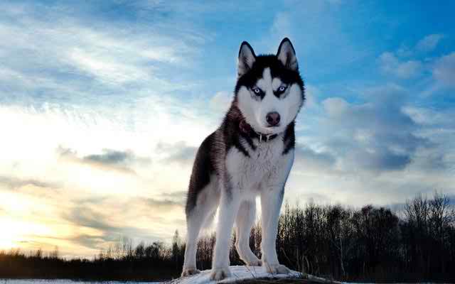 nice husky wallpapers photo