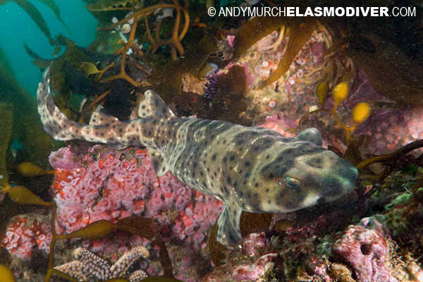 free swellshark images photo