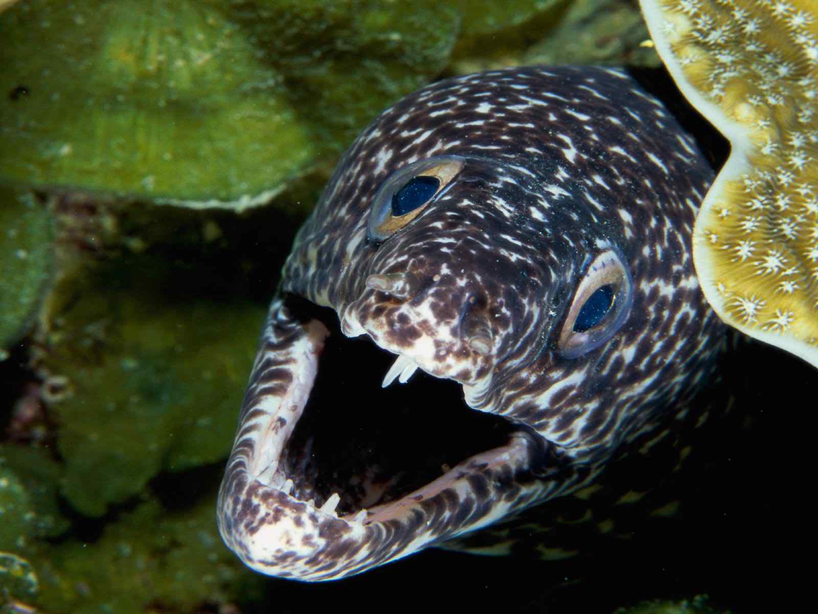 spotted moray eel image