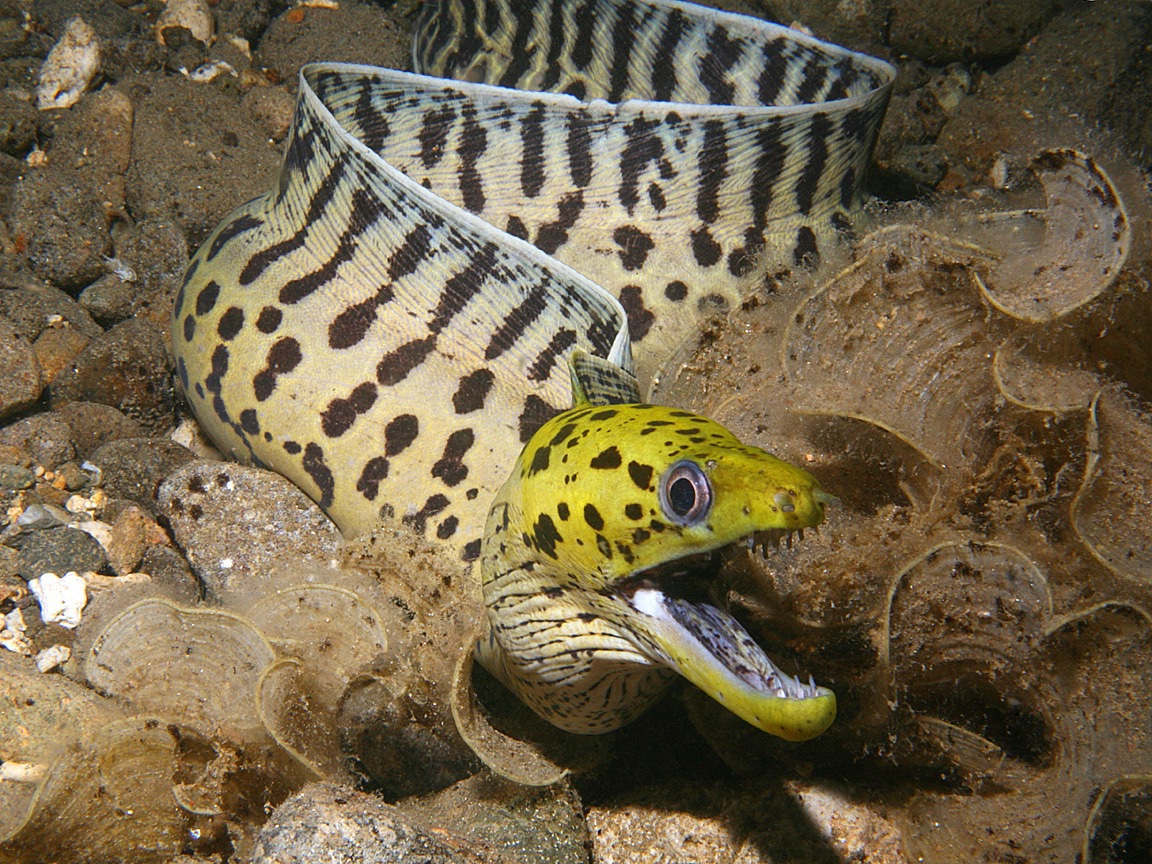 best spotted moray wallpapers