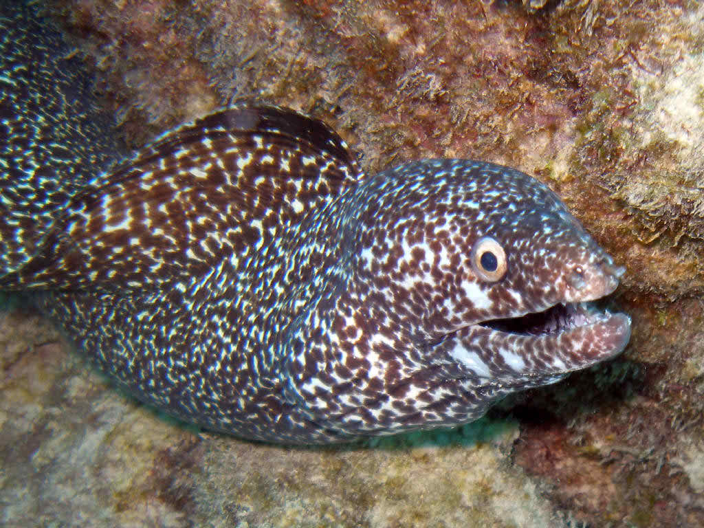 danger spotted moray image