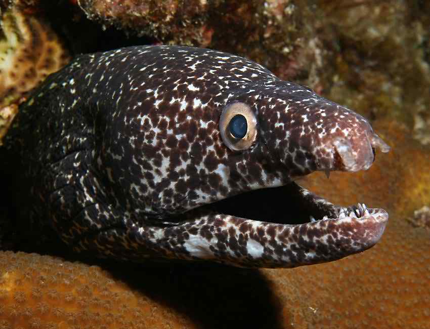 underwater spotted moray wallpapers