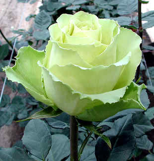 fresh green rose pictures