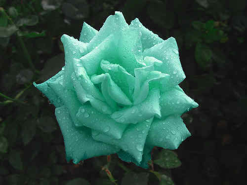 water drops green rose pictures