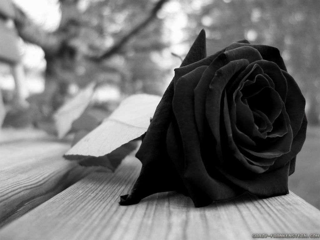 wonderful black rose wallpapers image