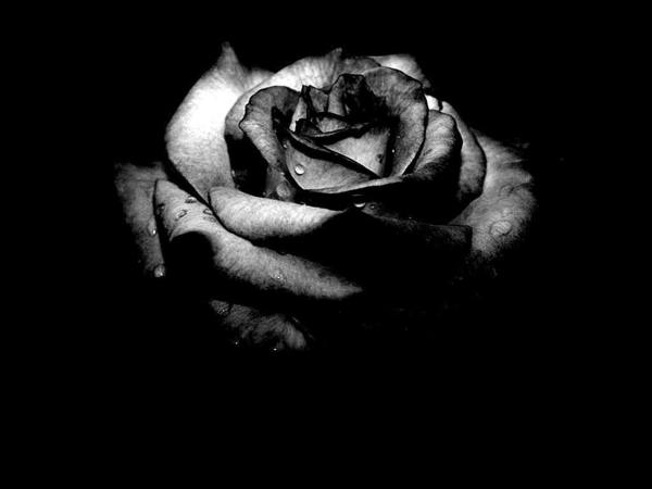 cute black rose wallpapers image